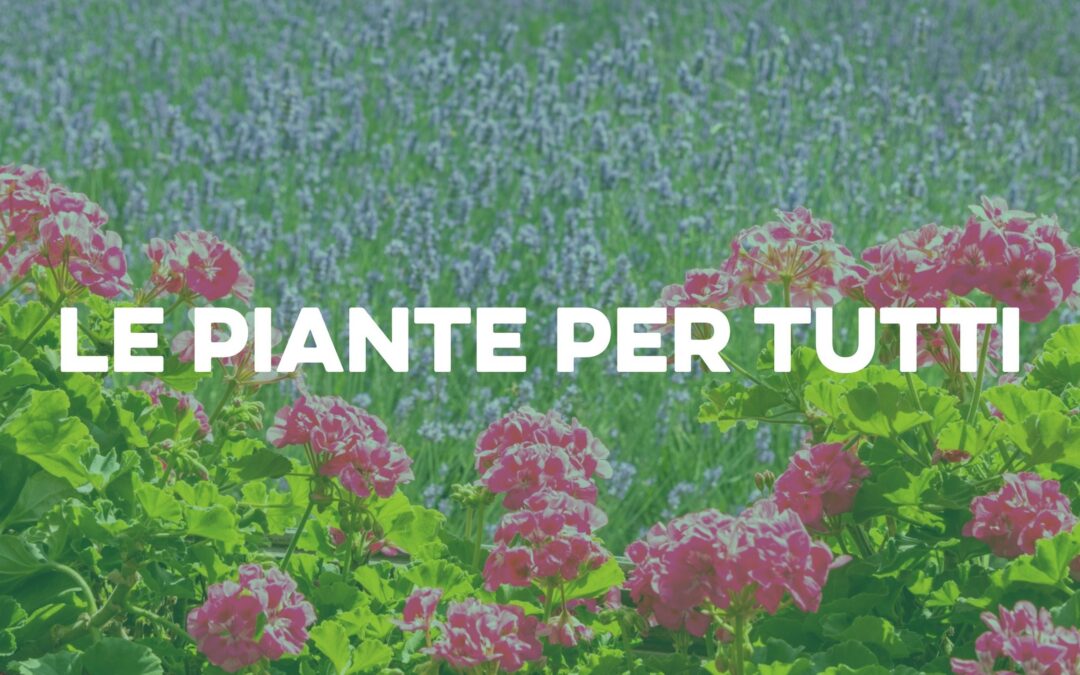 Le piante perfette per chi non ha il pollice verde
