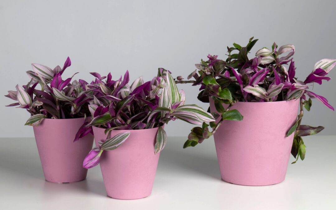 Kusumi Colors: il nuovo trend che sta cambiando il modo di vivere il giardinaggio
