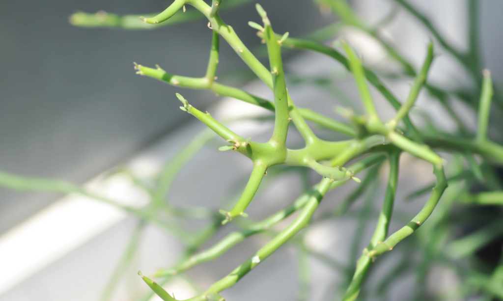 Euphorbia Tirucalli - Carnosa & Spinosa