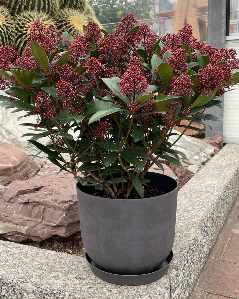Skimmia japonica