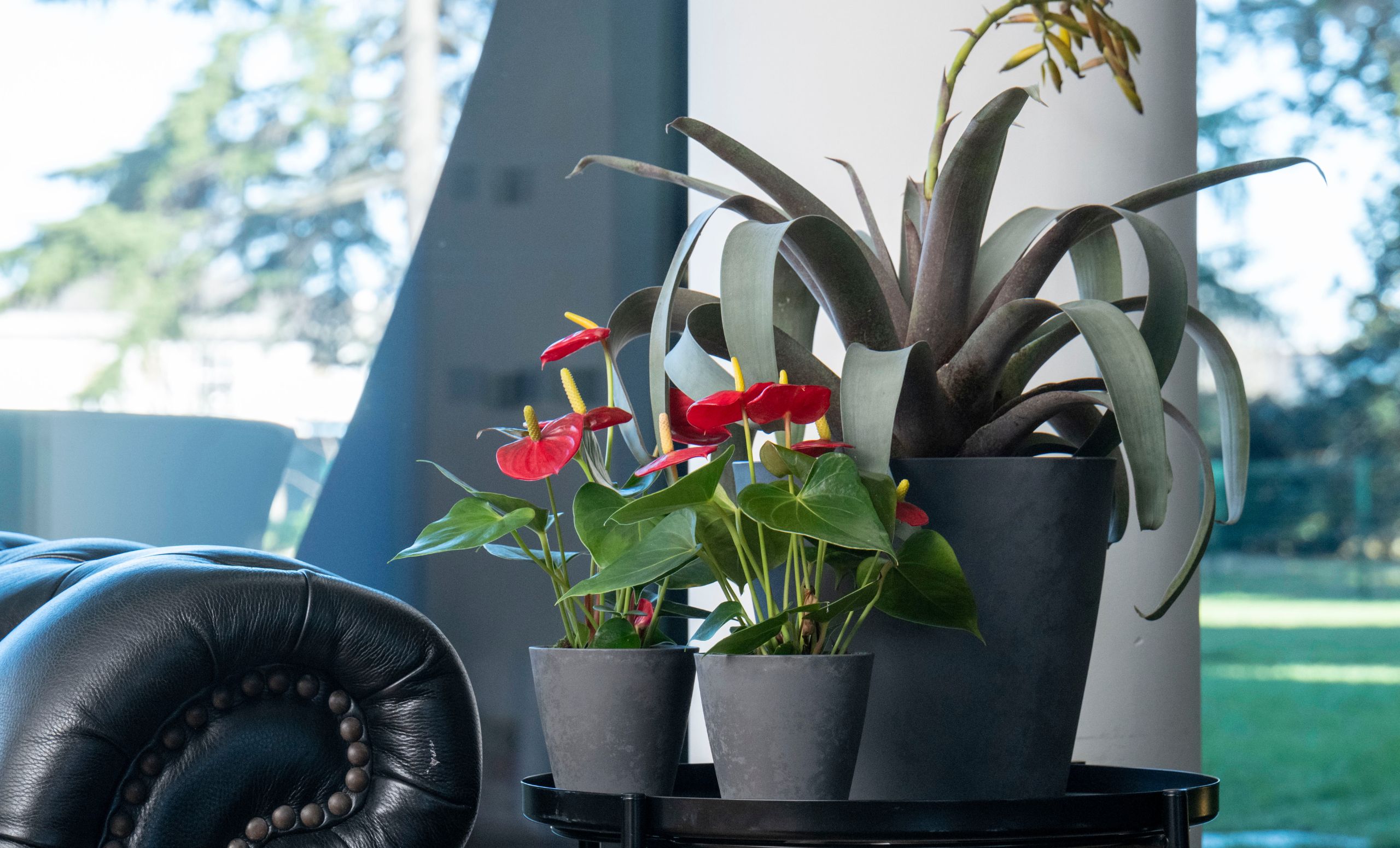 Piante da appartamento Piante da appartamento