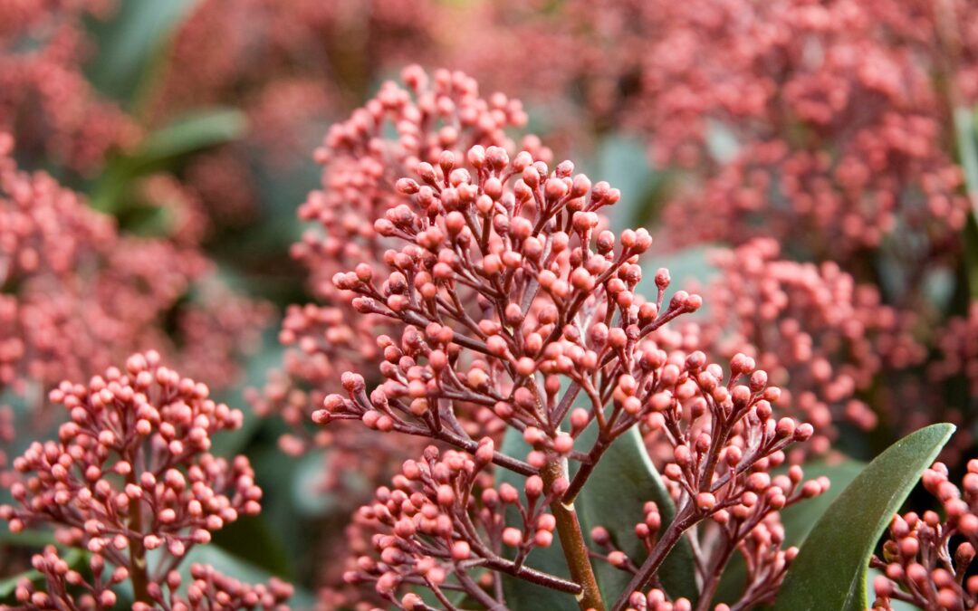 La Skimmia japonica: colora anche i mesi più freddi